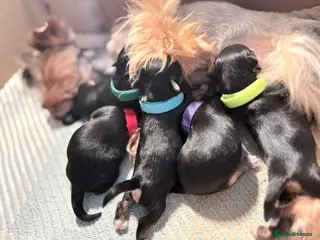 Yorkshire Terrier dogs Luxury Tiny Yorkie Biewer puppies ✨ - Advert 3
