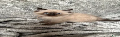 Ragdoll Kitten 3