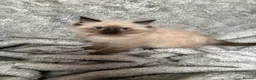 Ragdoll cats for sale: Ready❤️Gccf Luxury Seal Point Ragdoll Kittens ❤️ in Bradford - Advert 12