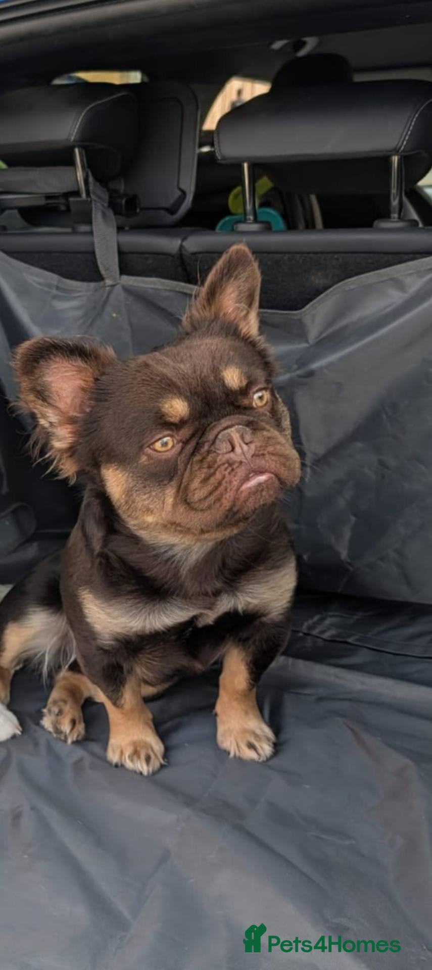 French Bulldog dogs FLUFFY french bulldog male - Advert 1