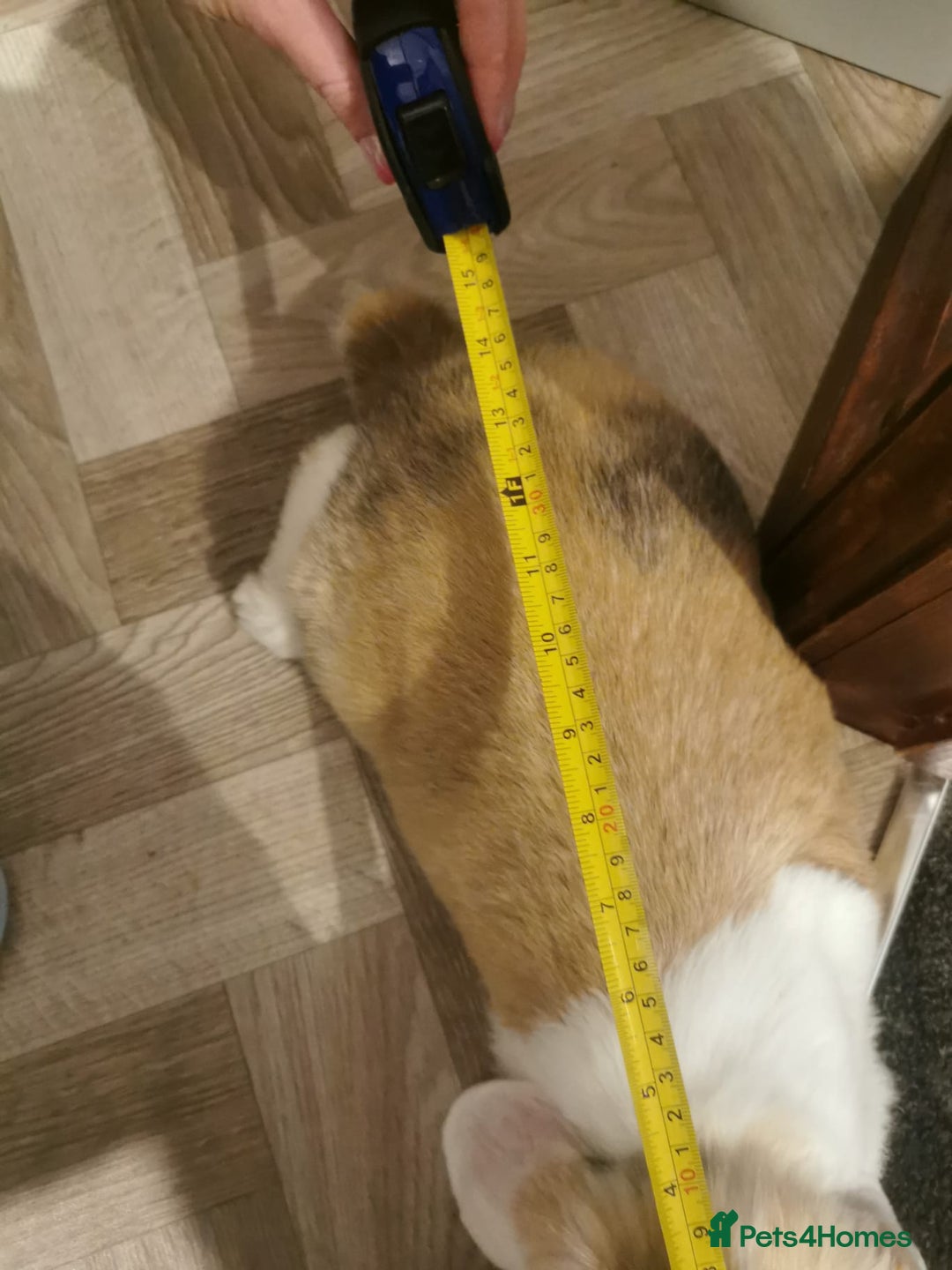 Mixed Breed rabbits for sale: Bunny - Advert 8