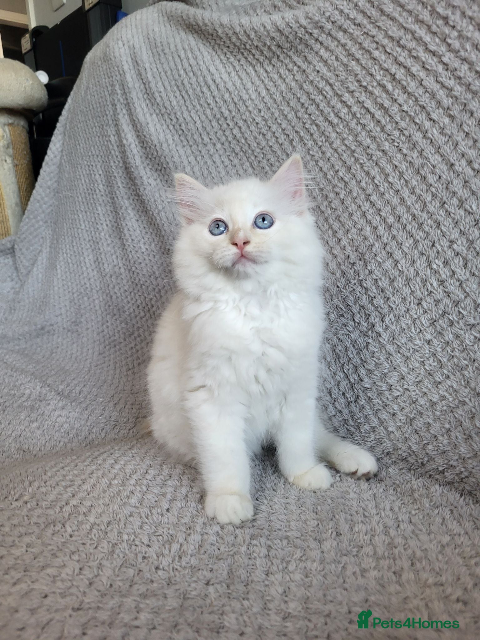 Ragdoll cats Registration Ragdoll kittens  - Advert 1