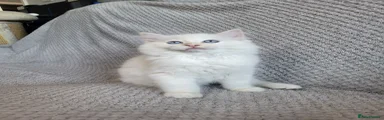 Cream mitted boy 578