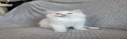 Ragdoll cats for sale: Registration Ragdoll kittens  - Advert 1