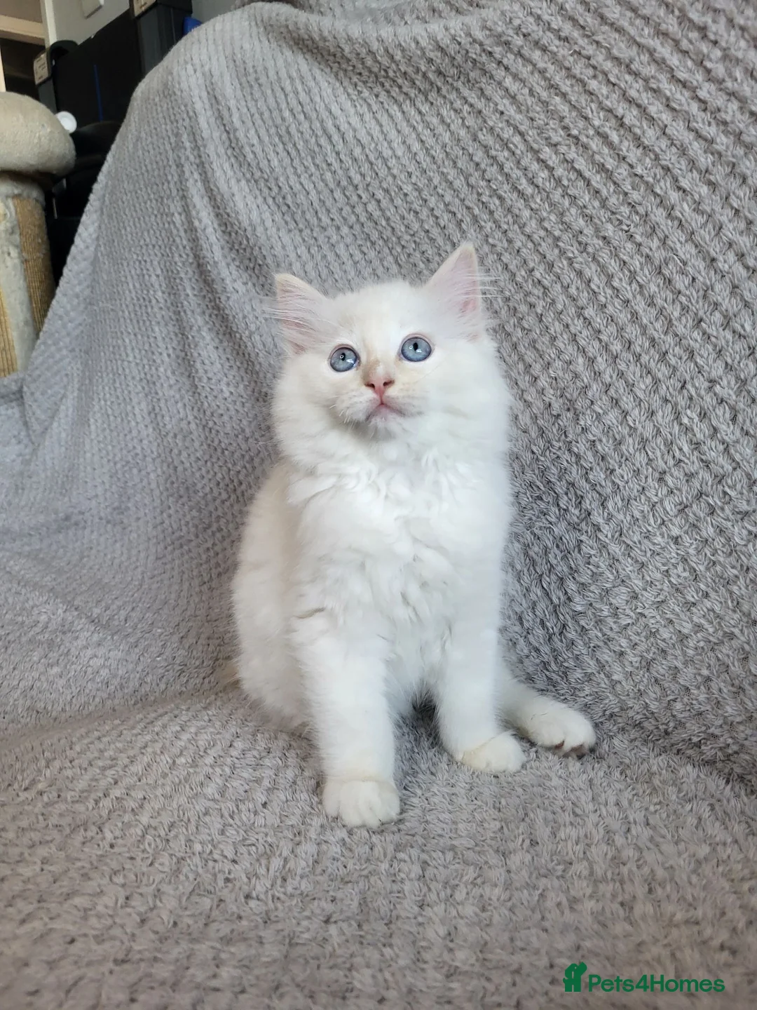 Ragdoll cats for sale: Registration Ragdoll kittens  - Advert 1