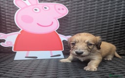 Dachshund dogs for sale: Long haired miniature Dachshunds  - Image 20