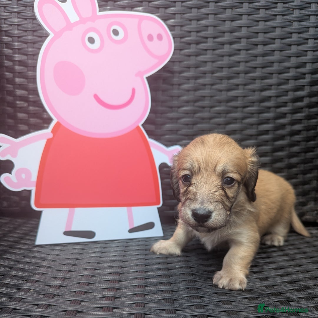 Dachshund dogs for sale: Long haired miniature Dachshunds  - Image 20