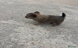 Chihuahua dogs for sale: Long hair Chihuahua boy  - Image 4