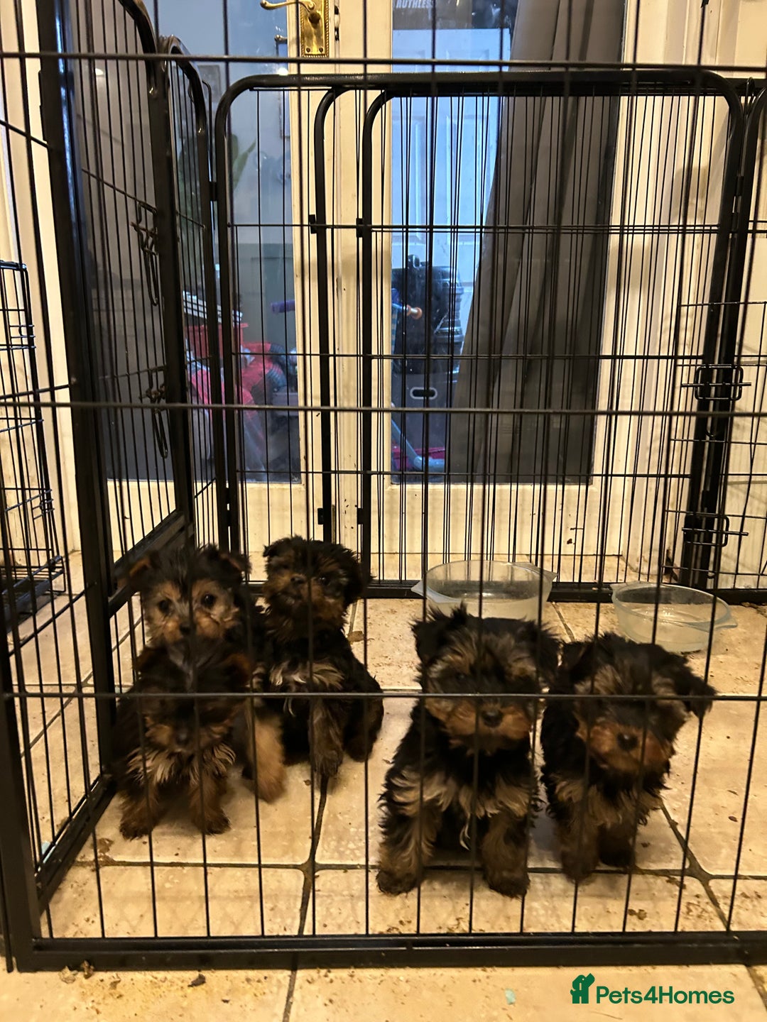 Yorkshire Terrier dogs for sale: 5 Full pedigree Yorkshire terrier pups - Advert 3