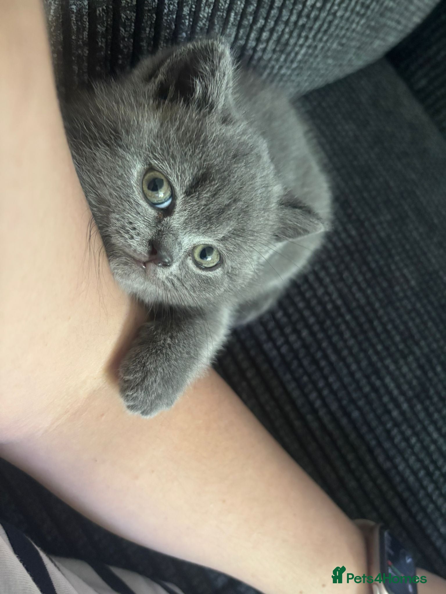 British Shorthair cats Beautiful British Short Hair Kittens. Ready now. - Advert 1