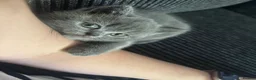 British Shorthair cats for sale: Beautiful British Short Hair Kittens - Advert 3