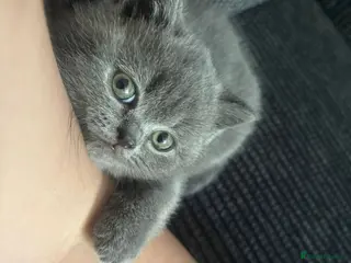 British Shorthair cats Beautiful British Short Hair Kittens. Ready now. - Advert 1