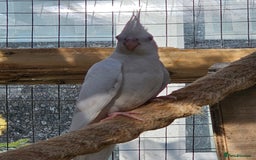 Mixed Breed birds for sale: Swansons rainbow lorikeet  - Image 4
