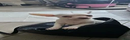 Chihuahua dogs for sale: Chihuahua puppies merle, white, black  in Colchester - Advert 14