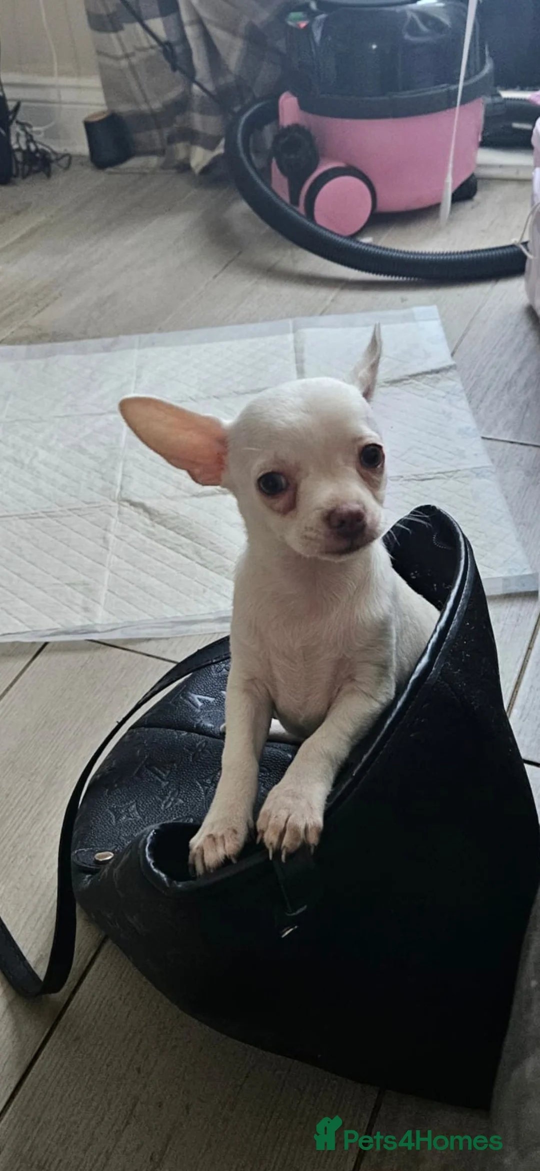 Chihuahua dogs for sale: Chihuahua puppies merle, white, black  in Colchester - Advert 14