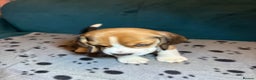 Beagle dogs for sale: Adorable Beagle Puppies for Sale - Advert 25