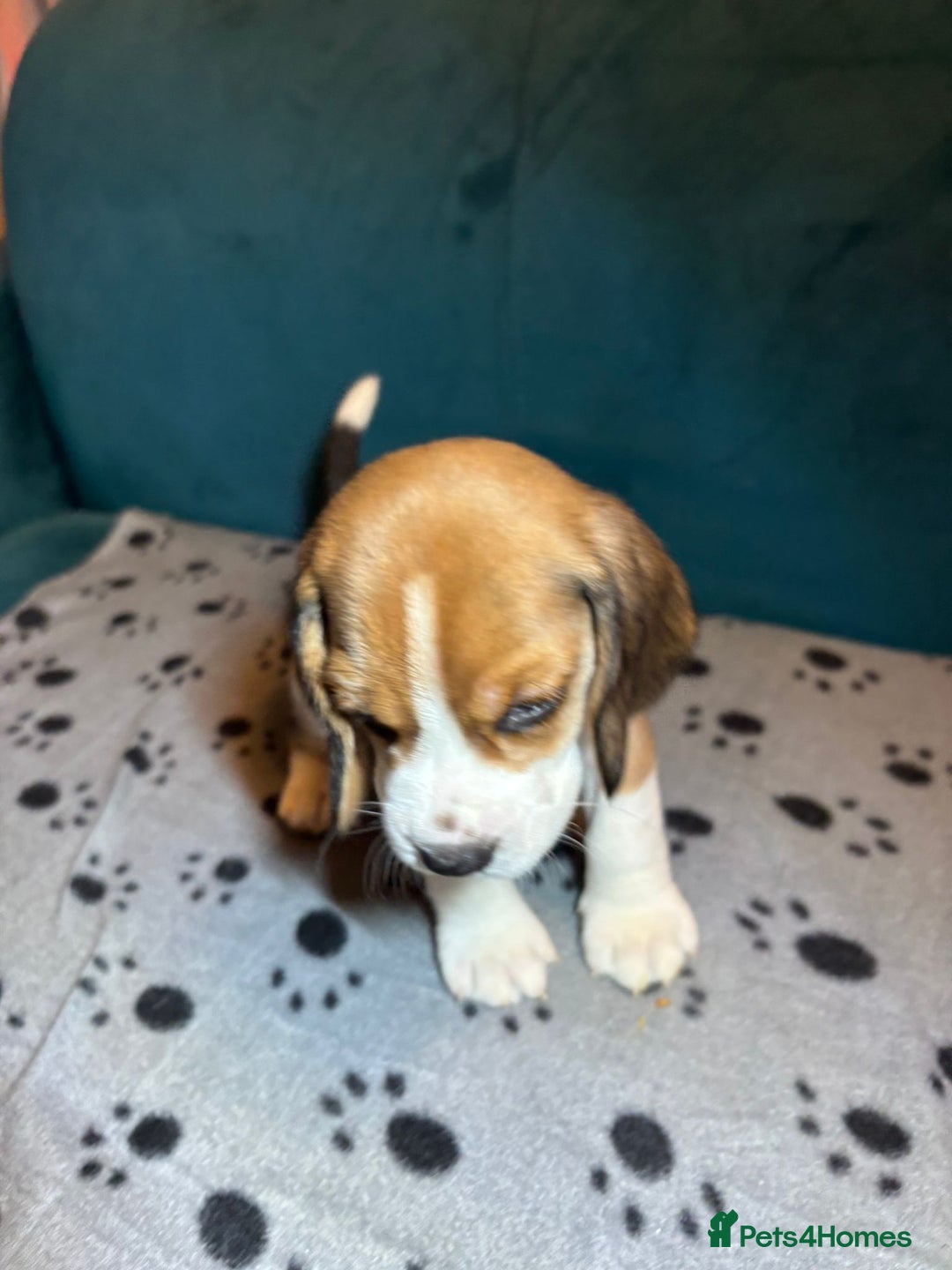 Beagle dogs for sale: Adorable Beagle Puppies for Sale - Advert 25