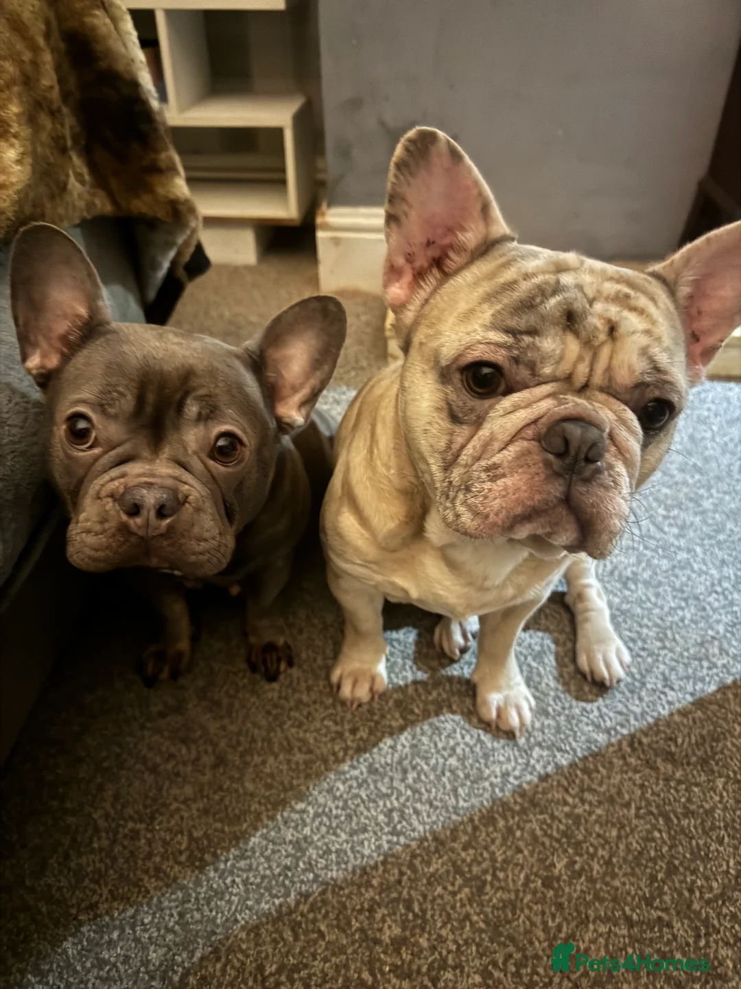 French Bulldog dogs for sale: Stunning litter of Merle French Bulldogs  in Stoke-on-Trent - Advert 2