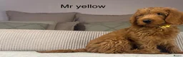 Labradoodle dogs for sale: INSTAGRAM. “OAKWELL RETRIEVERS” HEALTHY HOUNDS - Advert 10