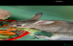 Netherland Dwarf rabbits for sale: Bean - Our Male Netherland Dwarf  - Image 1