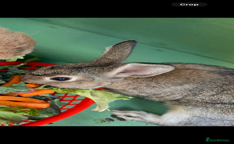 Netherland Dwarf rabbits - Advert 1