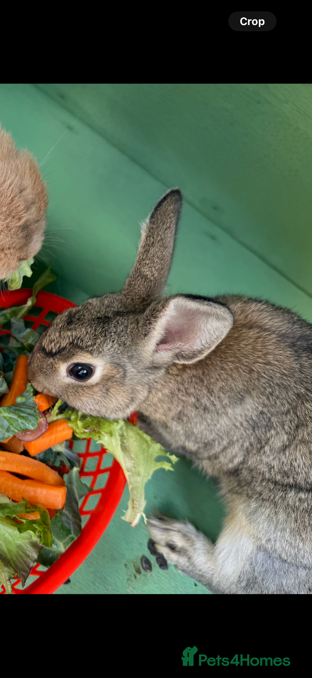 Netherland Dwarf rabbits for sale: Bean - Our Male Netherland Dwarf  - Image 1