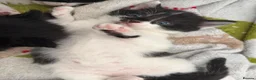 Mixed Breed cats for sale: Mixed Maine Coon kittens  - Advert 23