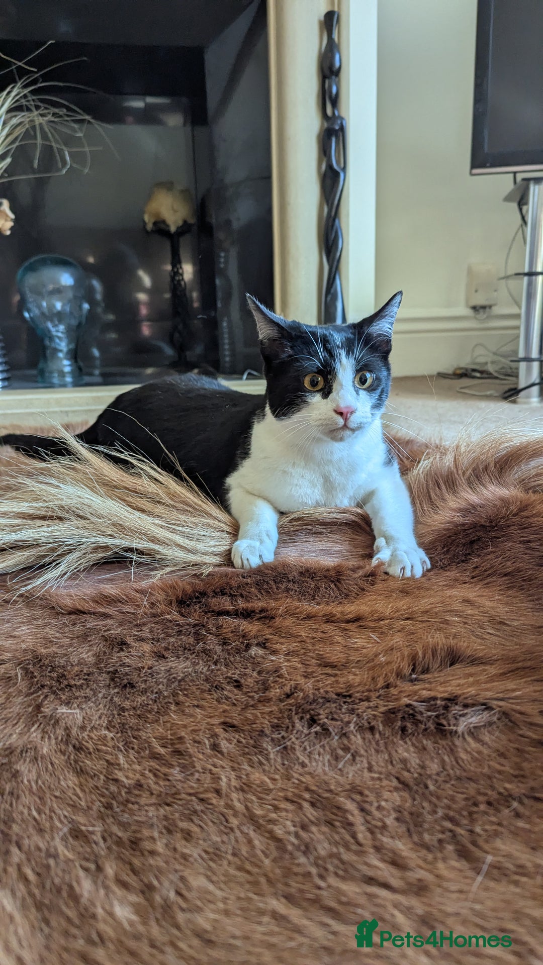 Lykoi cats for sale: Stunning Lykoi White, Black & White Furry Boys - Image 9