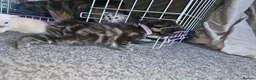 Mixed Breed cats for sale: Persian cross maincoon fluffy kittens  - Advert 16