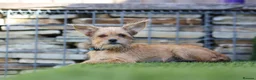 Mixed Breed dogs for adoption: Restful Little Rupert - Advert 13