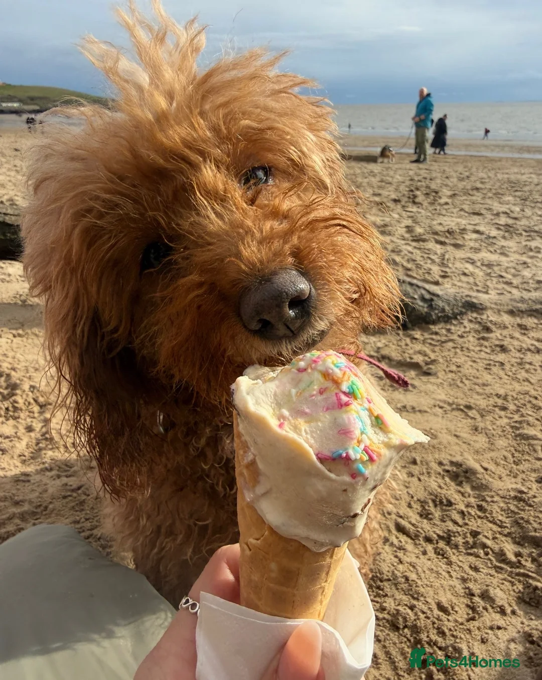 Cavapoo dogs for sale: 🐾 5-Year-Old Cavapoo Looking for a Loving Home 🐾 - Advert 3