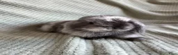 Mini Lop rabbits for sale: Mini lop babies  - Advert 5
