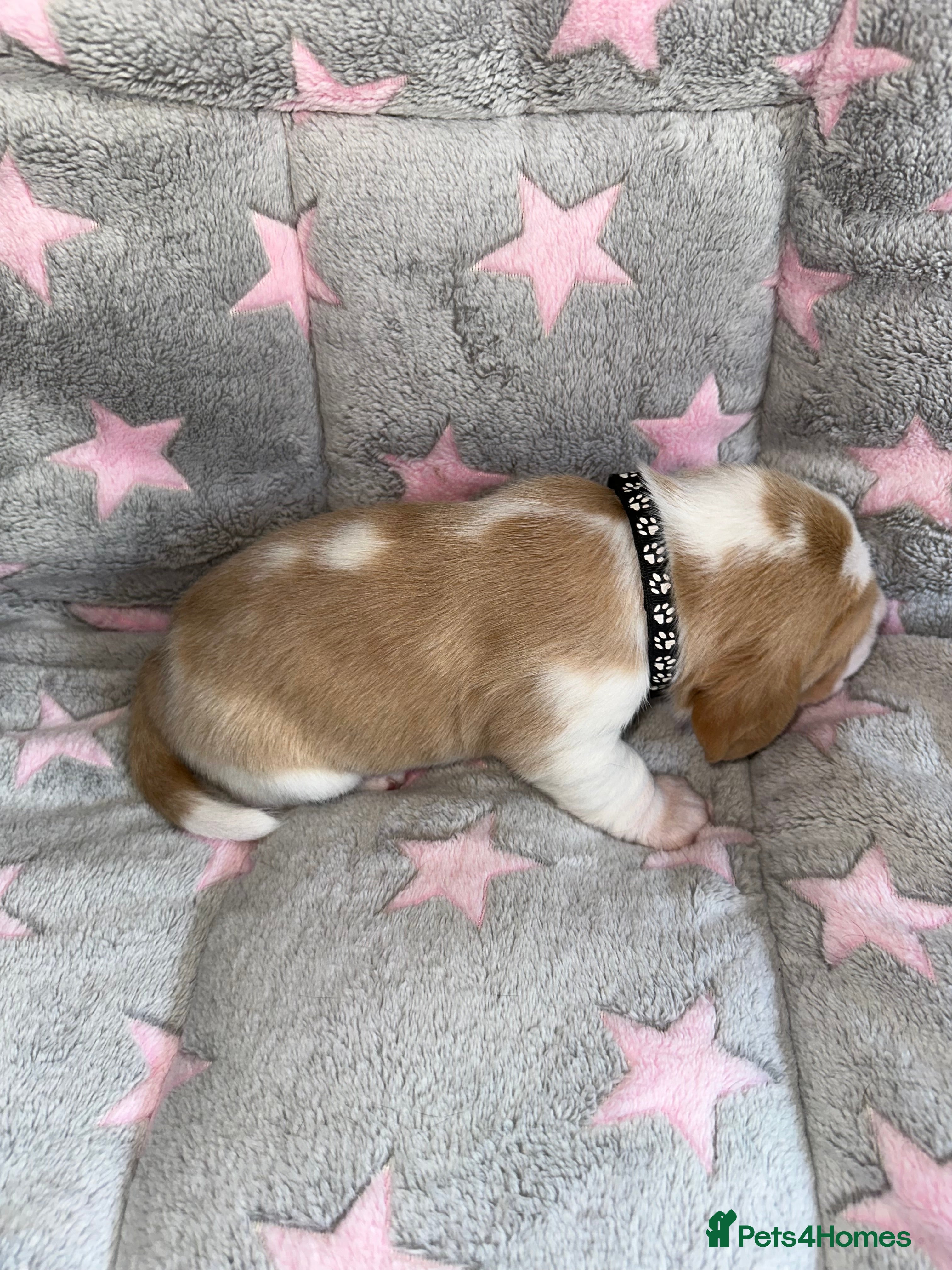 Beagle dogs Beautiful KC registered 5th gen pedigree puppies - Advert 2