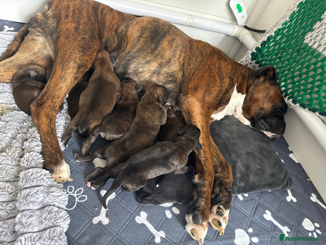 Newborn Boxer Puppies For Sale German Shepherd Boxer Pedigree