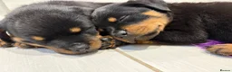 Rottweiler dogs for sale: Beautiful litter of KC Rottweilers  - Advert 10