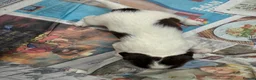 English Springer Spaniel dogs for sale: Willows pups in Bristol - Advert 12