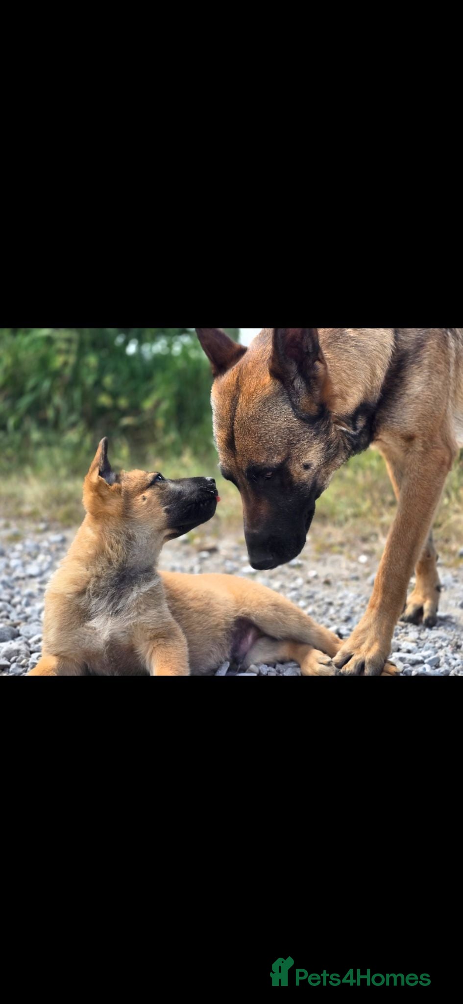 German Shepherd dogs Shepherd puppy available  - Advert 8