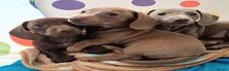 Miniature Dachshund dogs for sale: Whitney - Advert 19