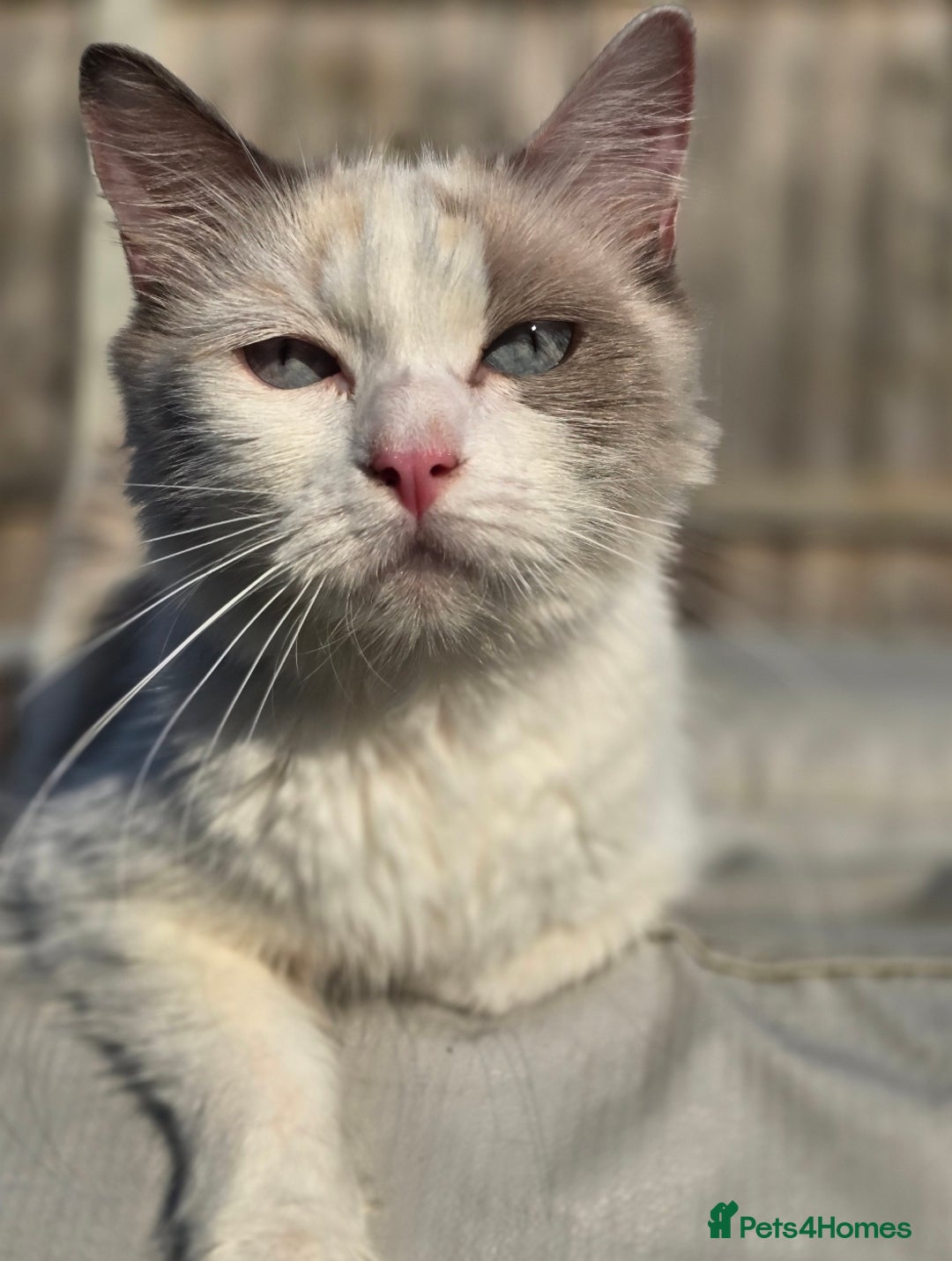 Ragdoll cats for sale: Beautiful Ragdoll boys looking for forever homes - Image 8
