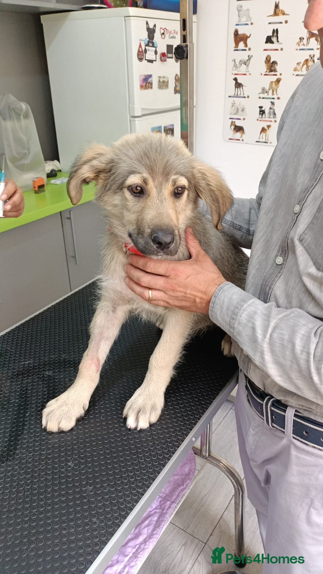 Mixed Breed dogs for adoption: 🐾 WINNIE - a Lovely young Girl, for a Loving Home - Image 10