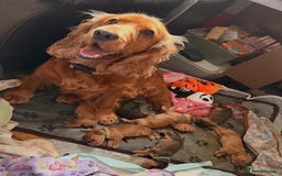 Cocker Spaniel dogs for sale: Show Cocker Spaniel- Only Boy In The Litter - Image 2