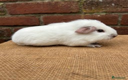 Guinea Pig rodents for sale: Two handsome boars  - Advert 3