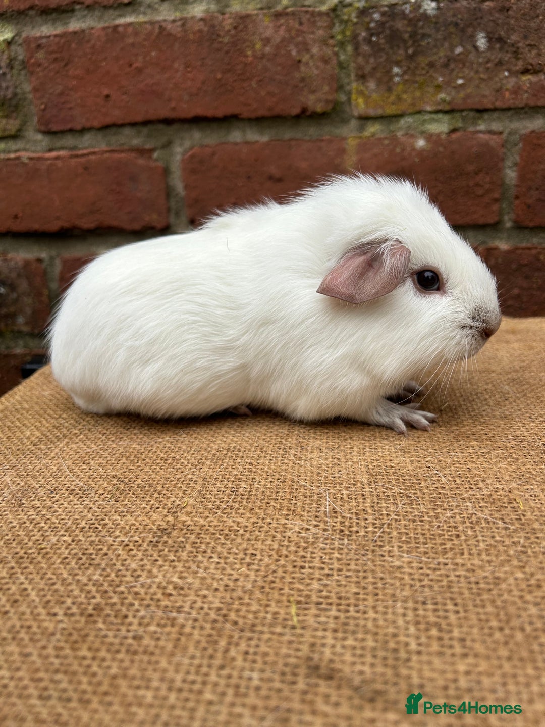 Guinea Pig rodents for sale: Two handsome boars  - Advert 3
