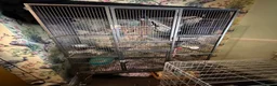 Chinchilla rodents for sale: Two male chinchillas with cage  - Advert 9