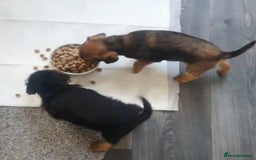 Border Terrier dogs for sale: 2 little sisters  - Image 1