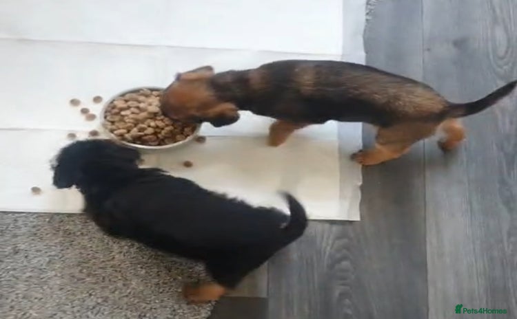 Border Terrier dogs - Advert 16