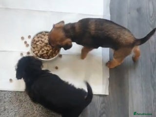 Border Terrier dogs - Advert 11