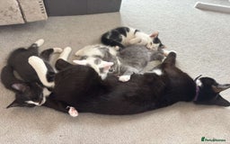 British Shorthair cats for sale: British short hair kittens for sale  - Image 7