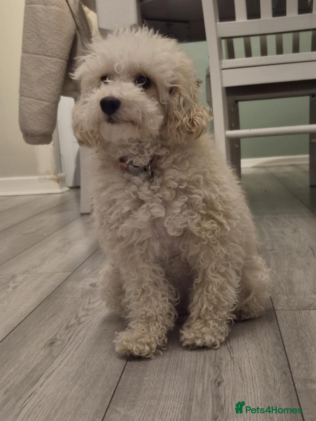 Toy Poodle dogs for sale: Toy poodle puppies *Ready for  ** * - Advert 4