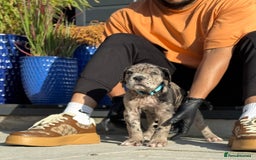 Mixed Breed dogs for sale: Last Four Mastiff pups available  - Image 34